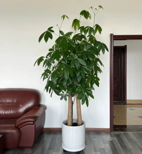 发财树
