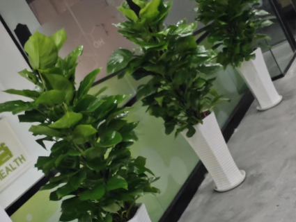 楼道大型绿植租摆