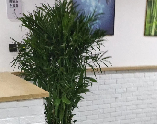 夏威夷椰子绿植租摆