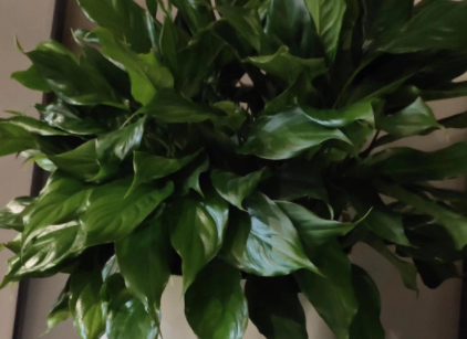 万年青绿植租摆