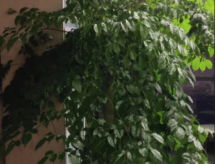 幸福树绿植租摆