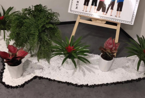 绿植组合租花展示