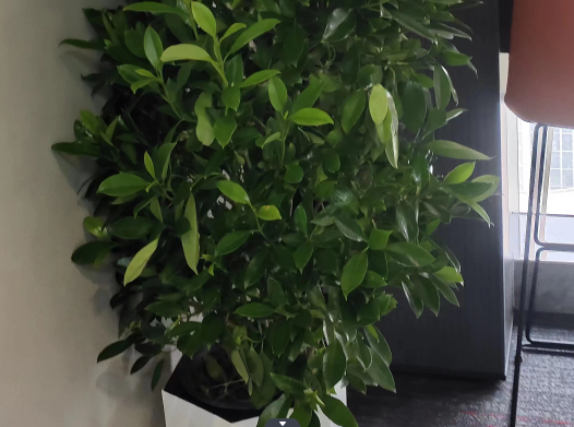 兰屿肉桂绿植租摆