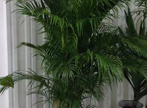 散尾葵绿植租摆