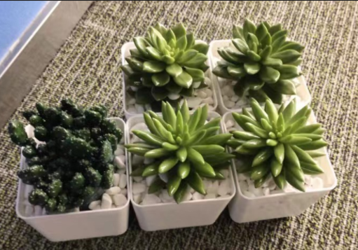 千佛手景天多肉租摆