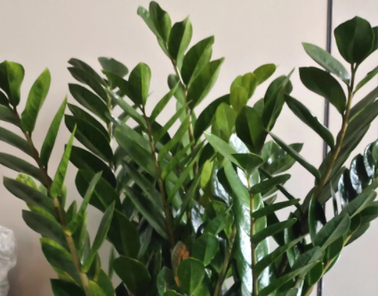 金钱树绿植租摆