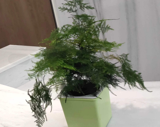 办公室文竹绿植租摆
