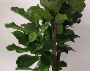 大琴叶榕绿植租摆