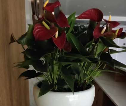 办公室花烛租摆
