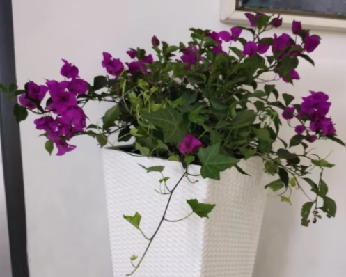 办公室叶子花租摆
