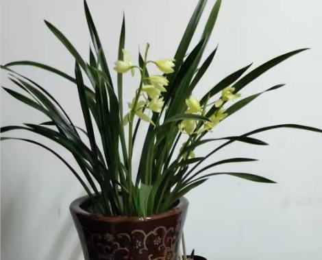 墨兰花卉租摆