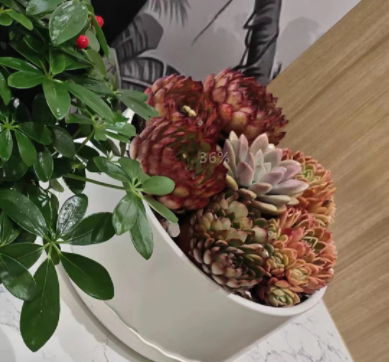 多肉绿植租摆