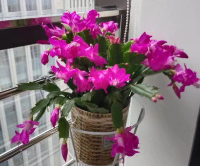 蟹爪兰花卉租摆 
