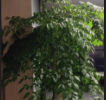 幸福树