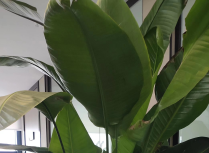 鹤望兰