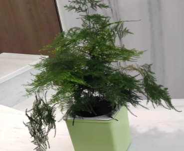 文竹