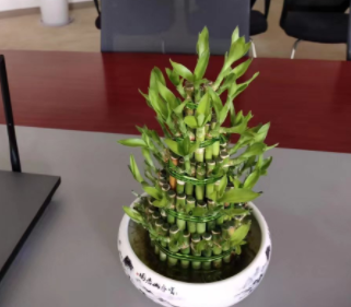 富贵竹
