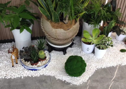 绿植组合