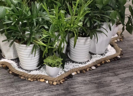 绿植组合