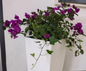 叶子花