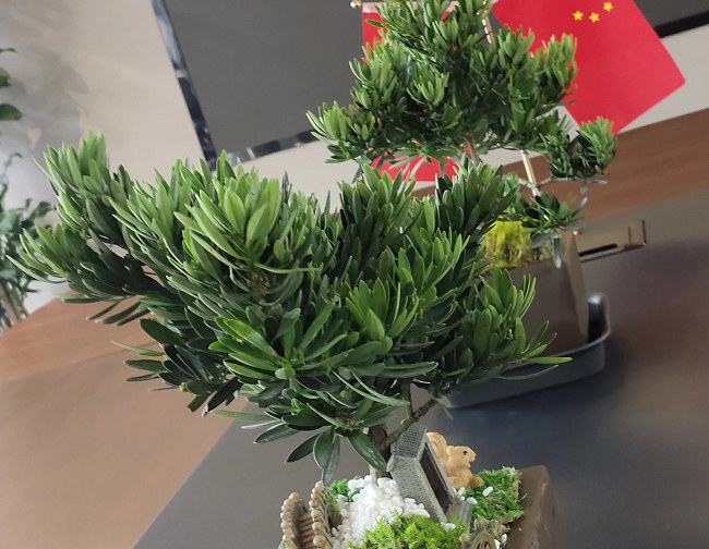 罗汉松办公室租摆